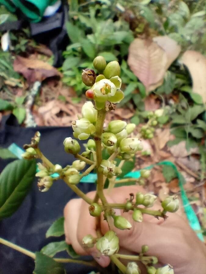 Turpinia 2