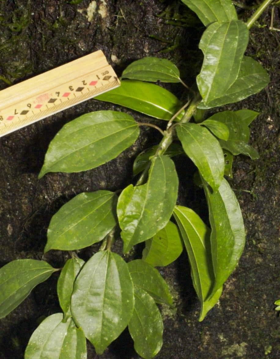 Sparattanthelium 4