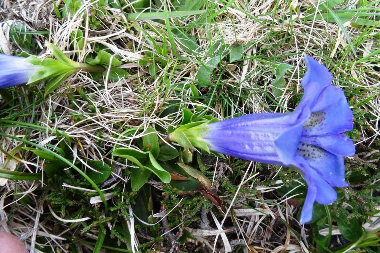 Gentiana occidentalis 4