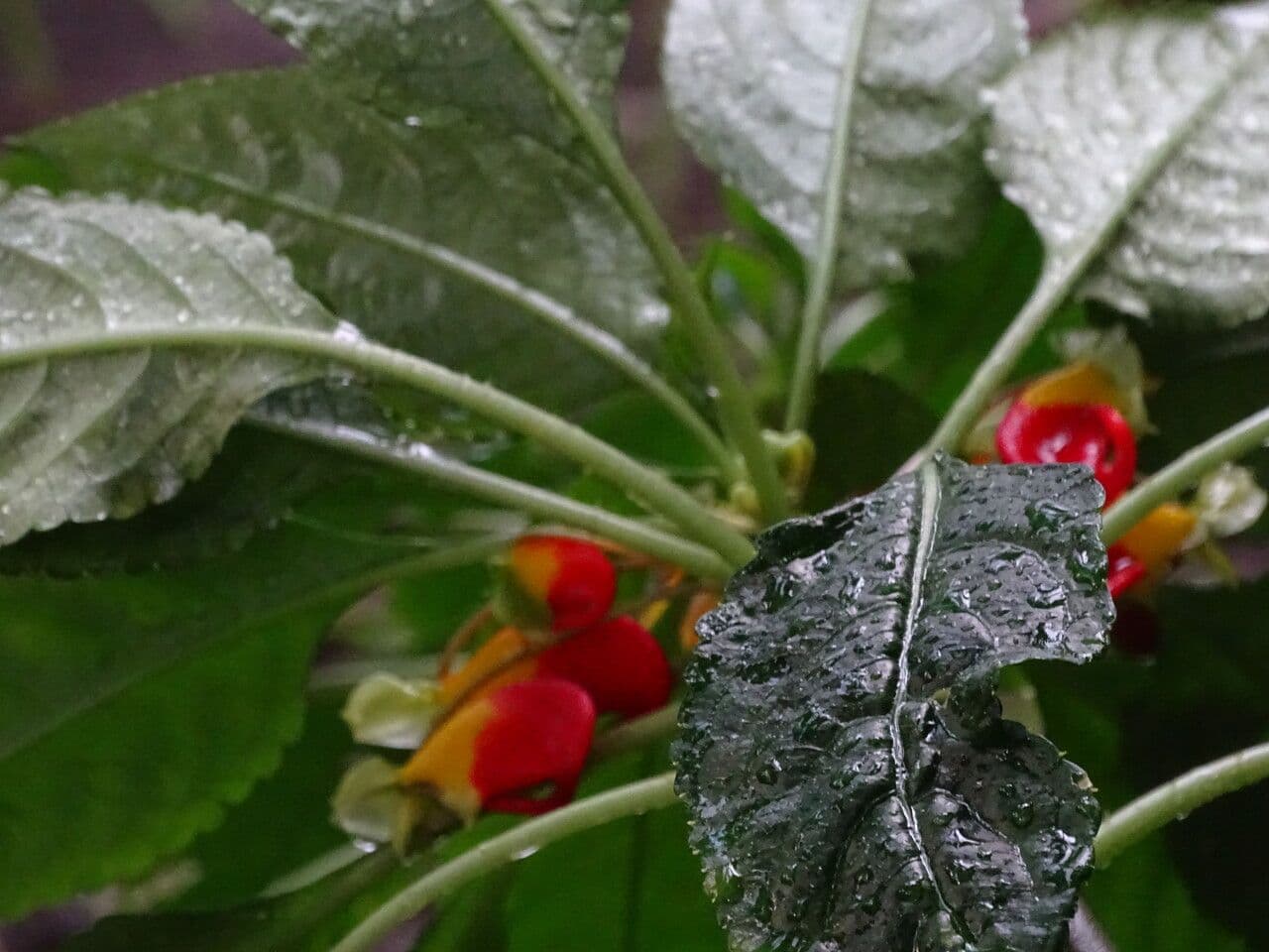 Impatiens 11