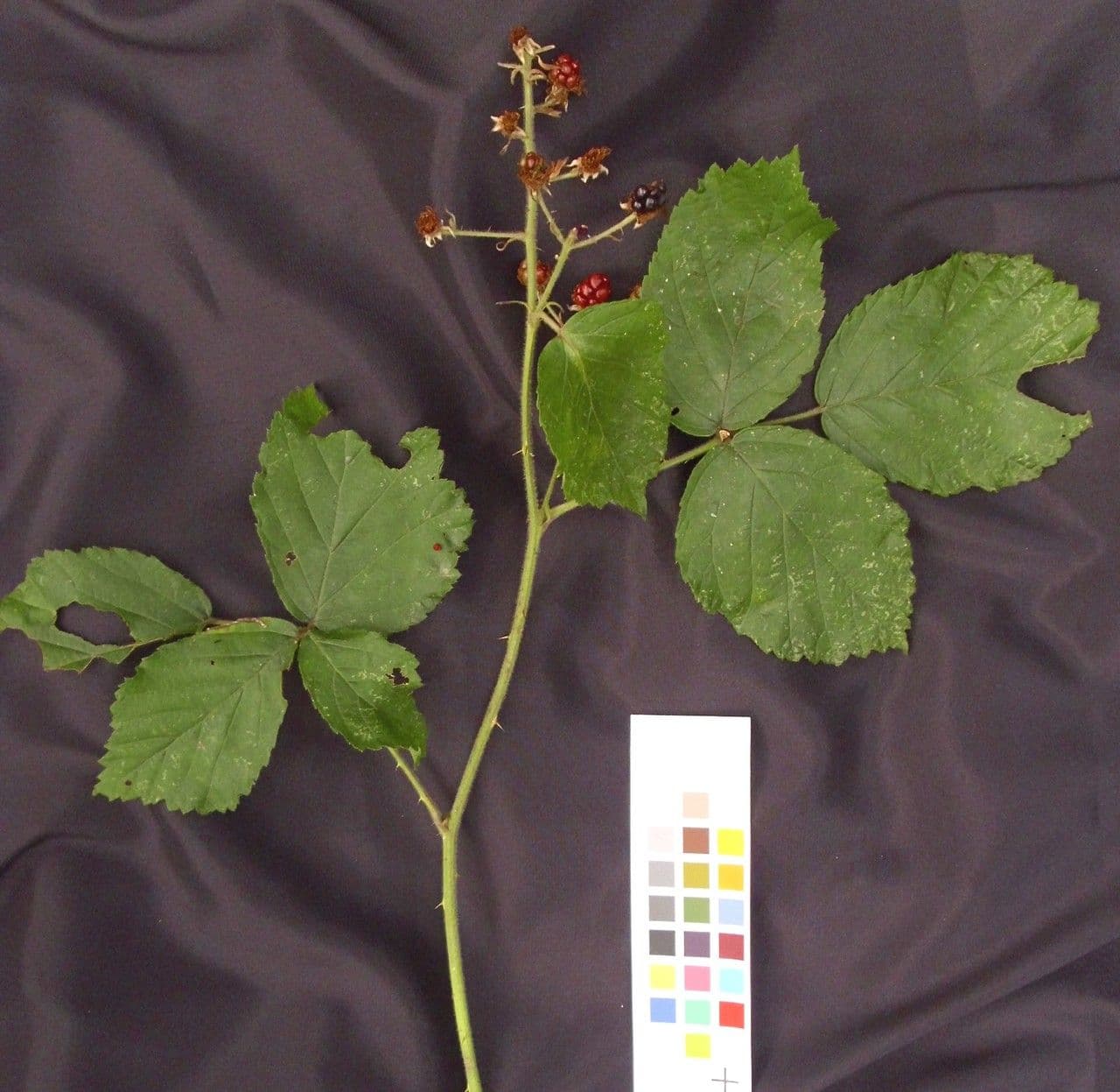 Großblättrige Brombeere 26