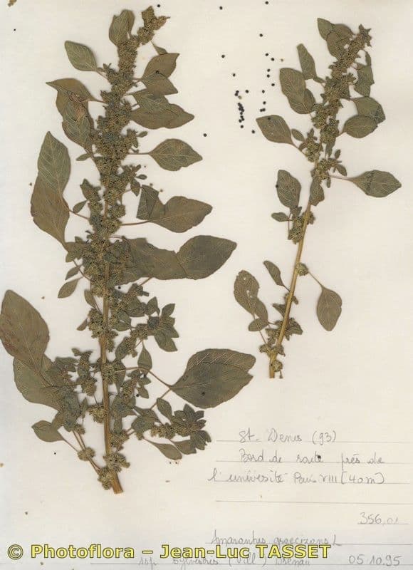 Amaranto greco 4