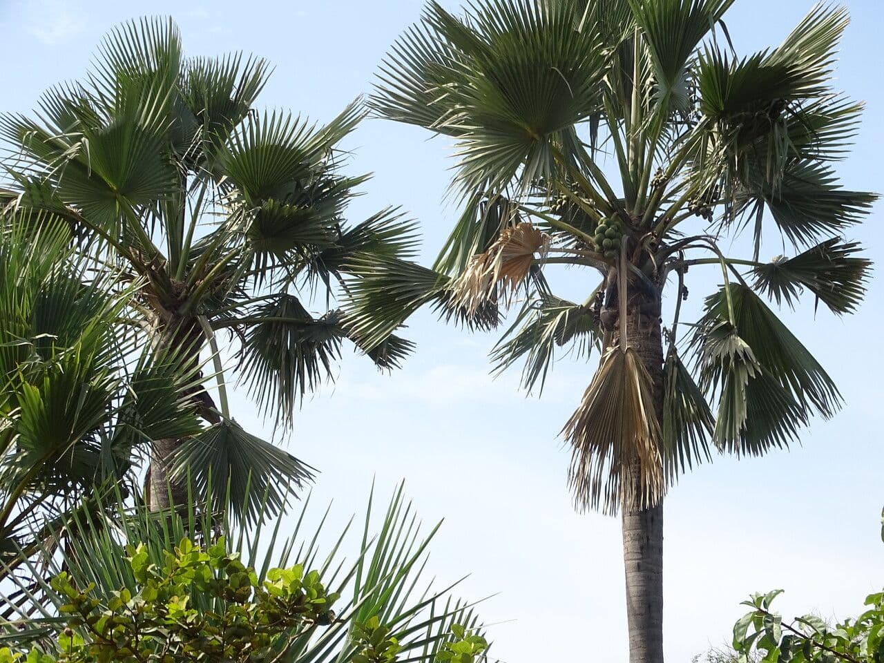 Palma 8
