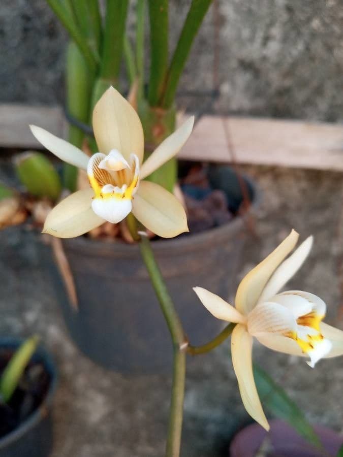 Coelogyne flaccida 7