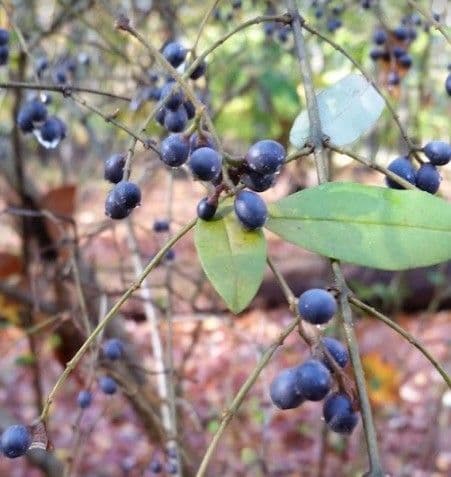 Chionanthus 2