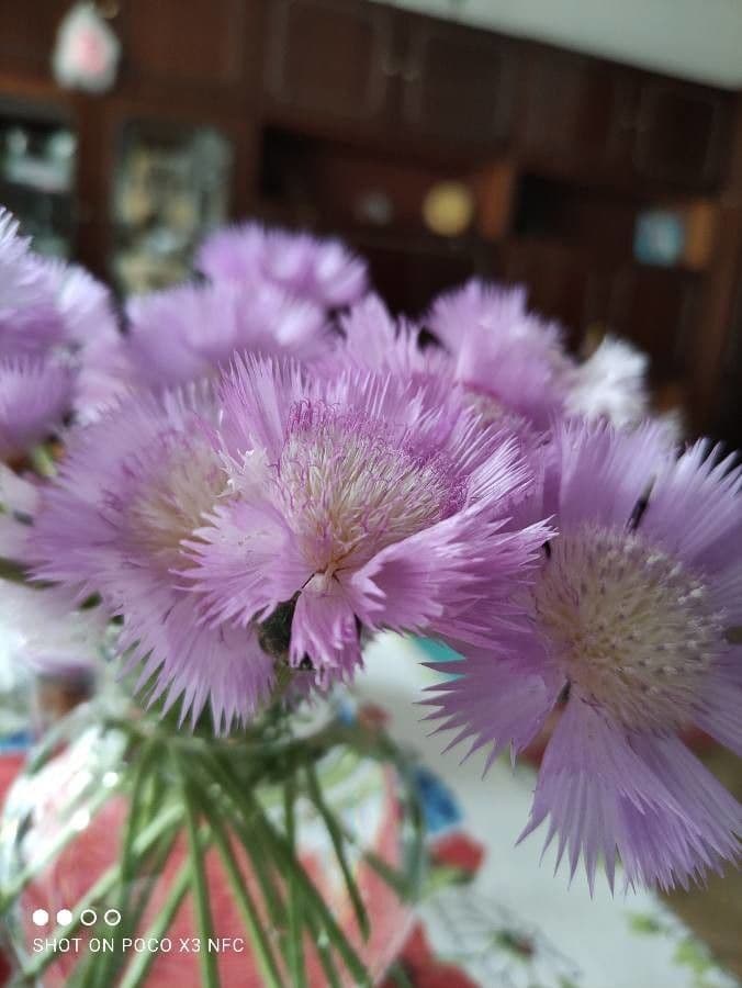 Moschus-Rosen-Korbblume 5