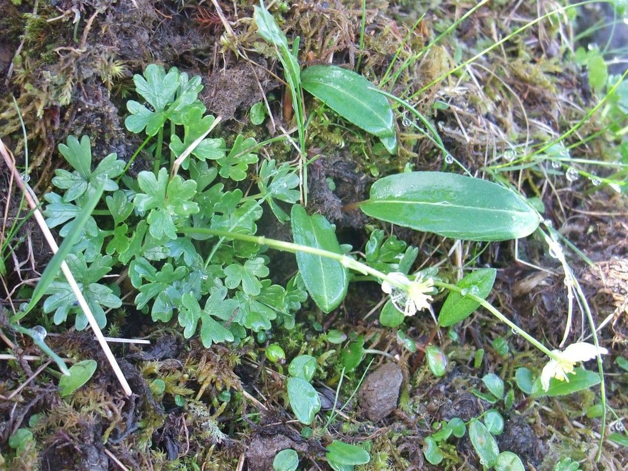 Pryskyřník 10