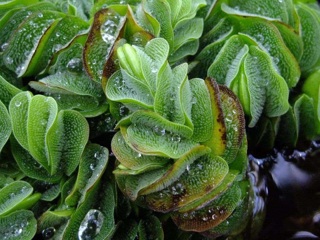 Salvinia ucholistá 3