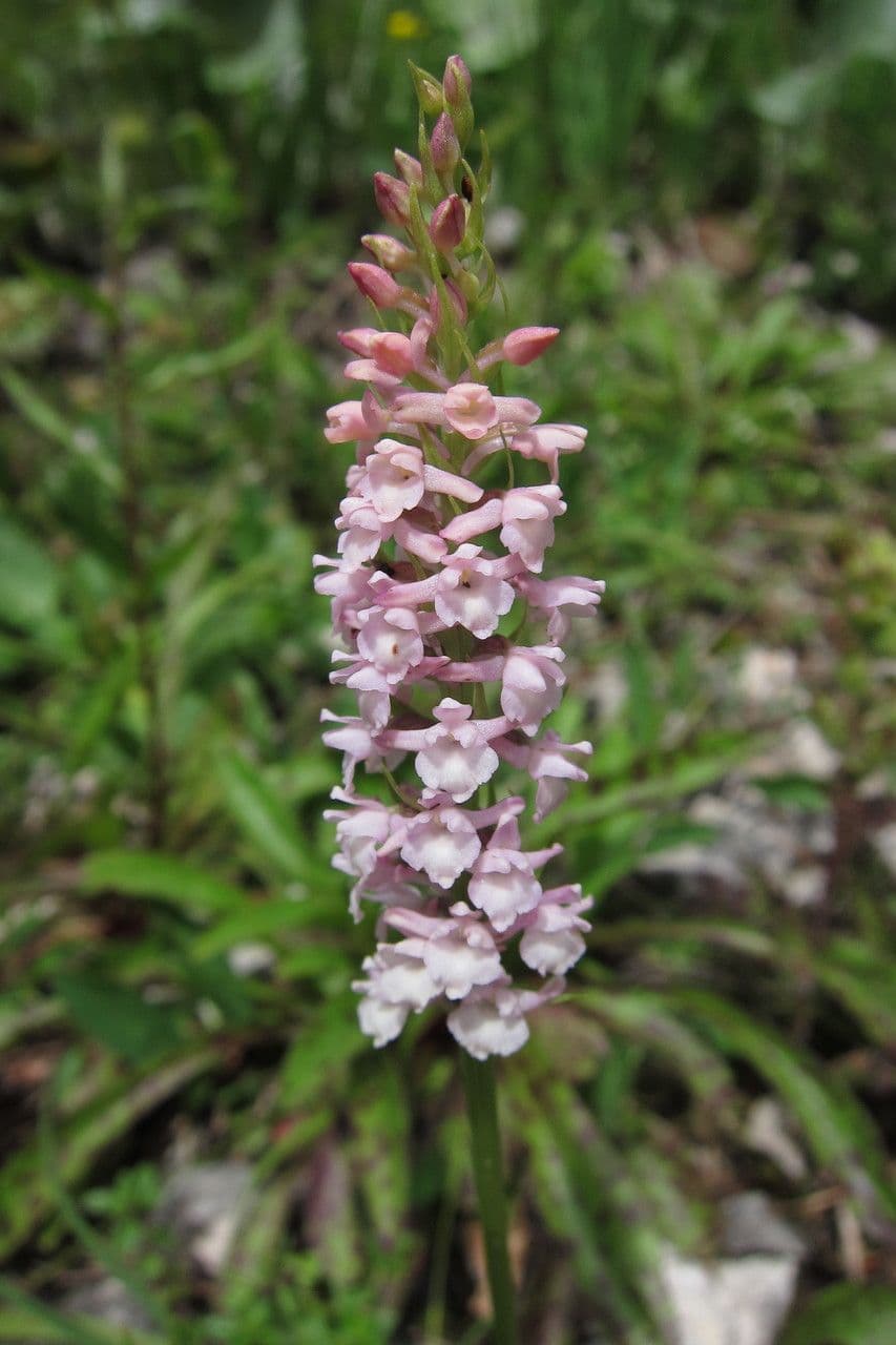 Manina profumata 5