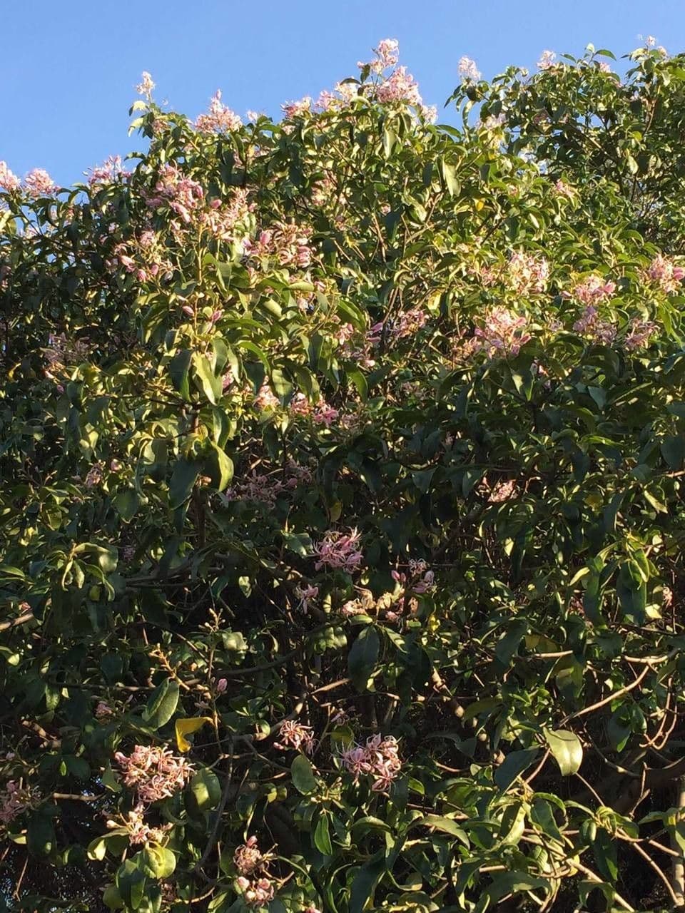 Calodendrum 11