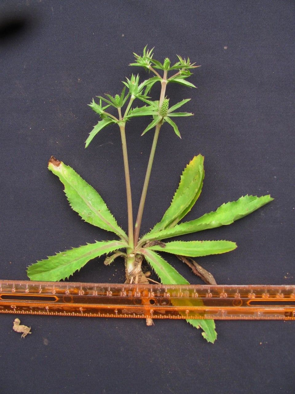 Eryngium foetidum 22