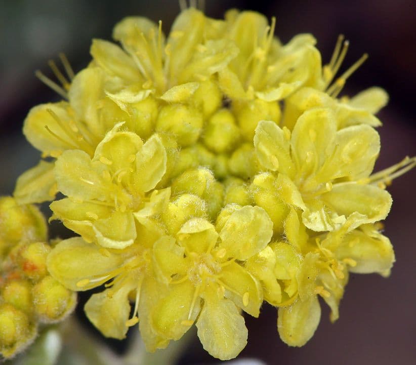 Hrbenka