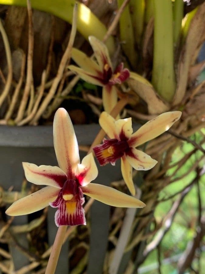 Cymbidium aloelistne 2