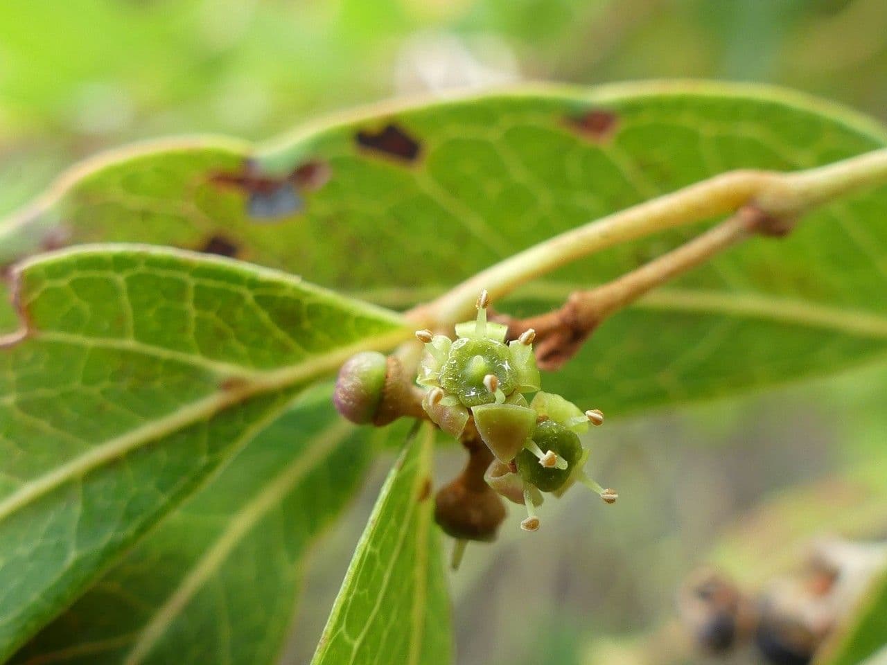 Rhoicissus revoilii 4