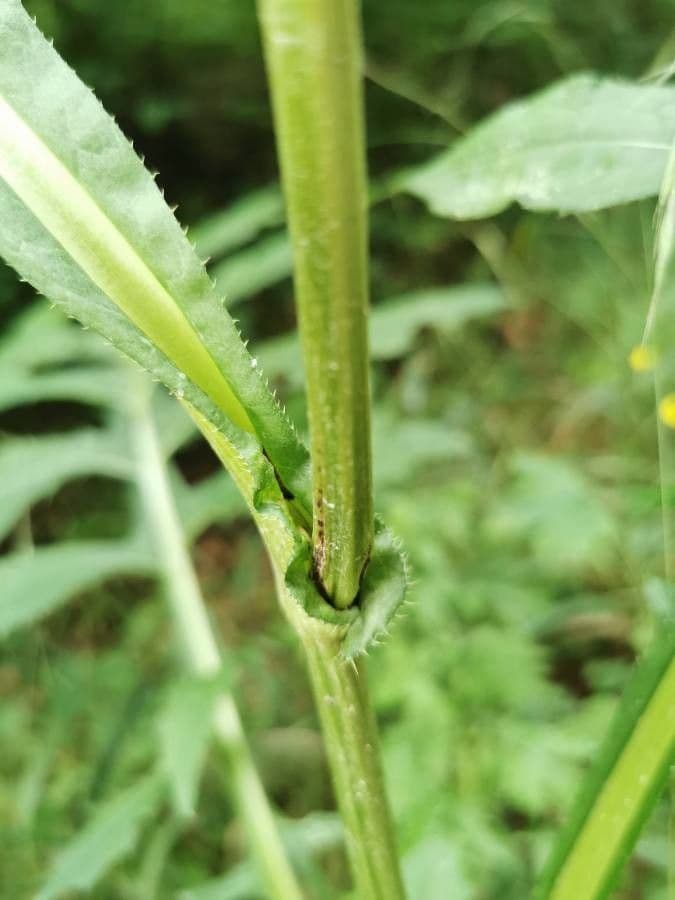 Kohldistel 22