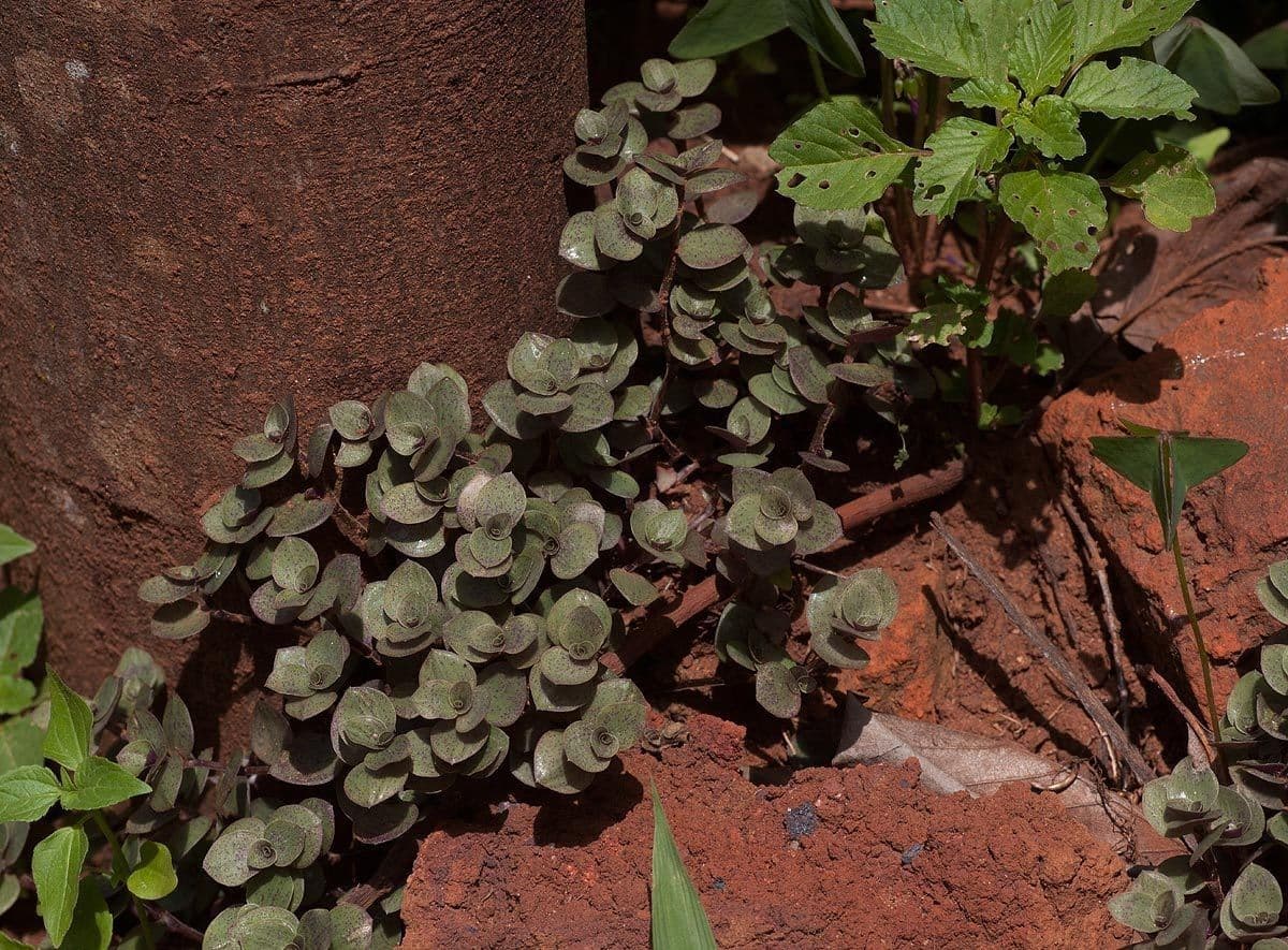 Callisia repens 12