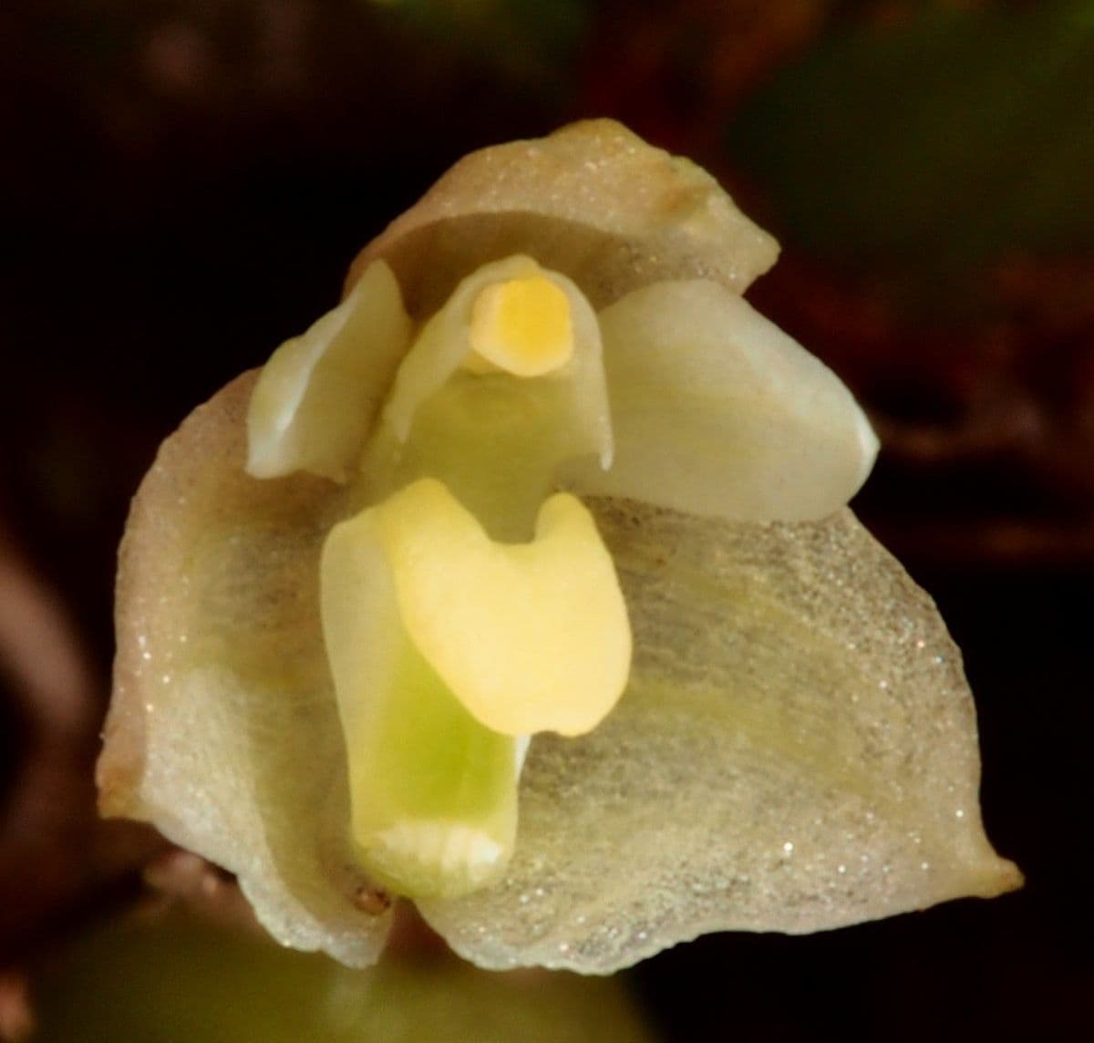 Bulbophyllum 4