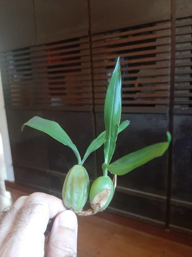 Coelogyne 12