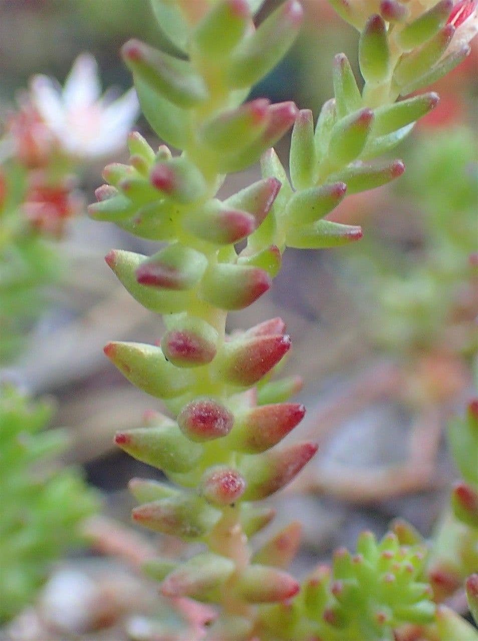 Sedum 9