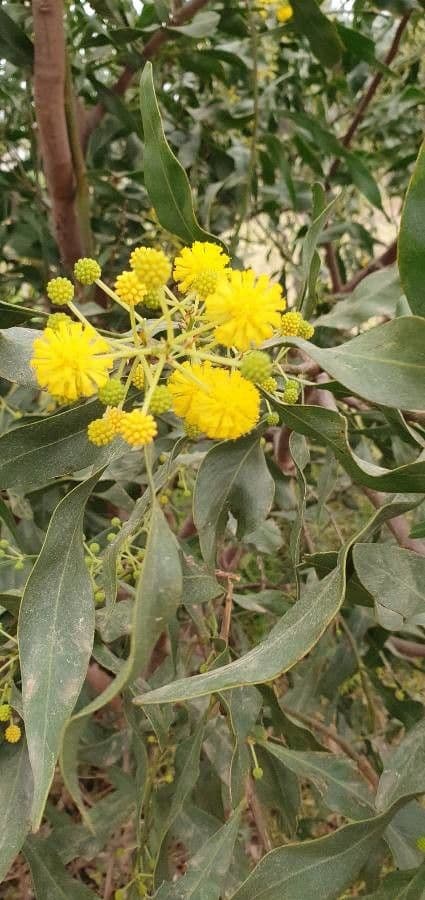 Acacia saligna 9