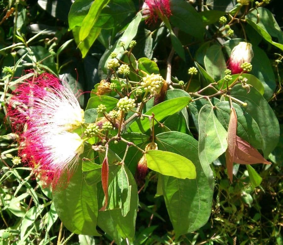 Calliandra 2