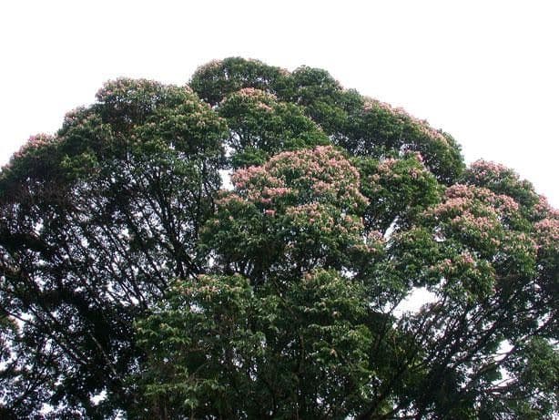 Qualea 8