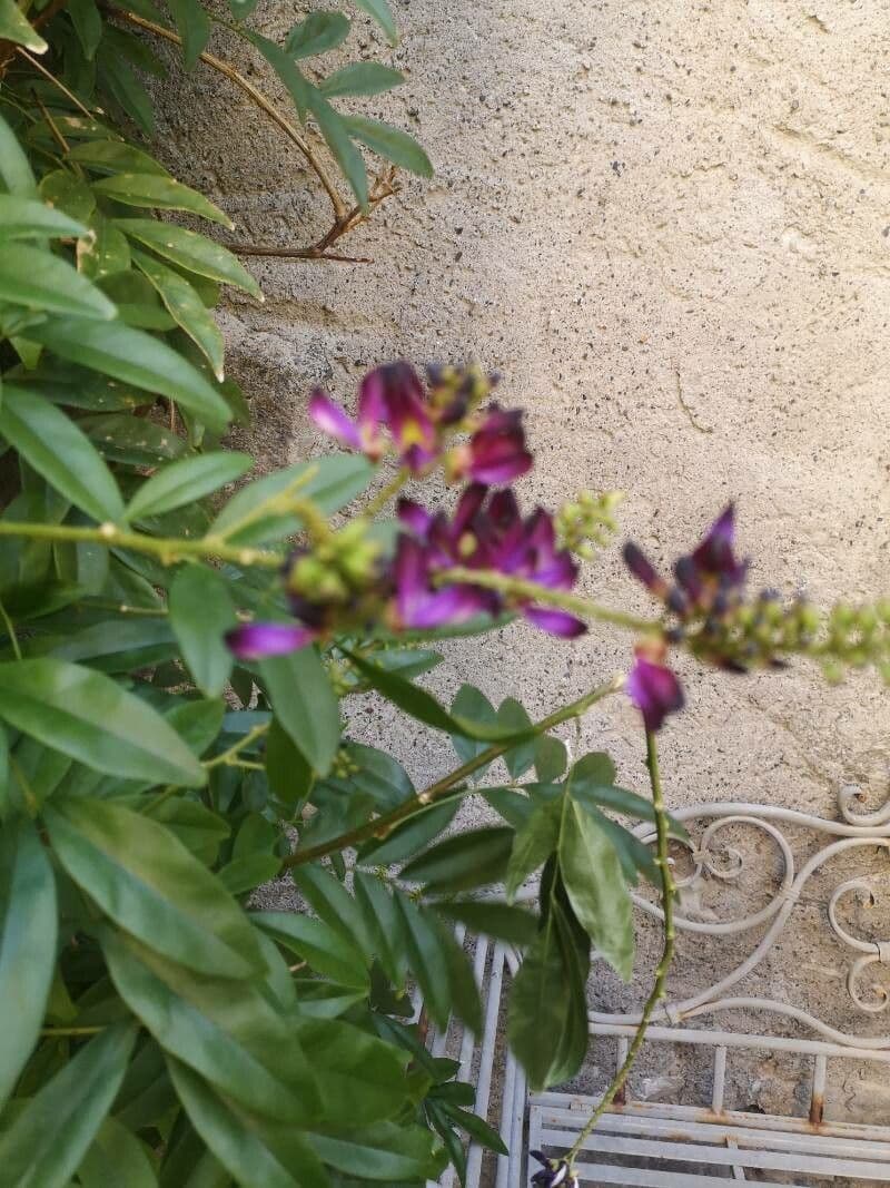 Wisteriopsis