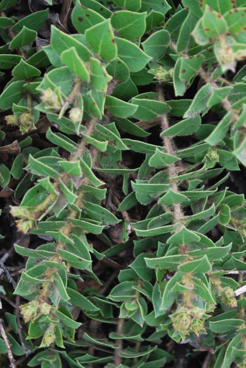 Arctostaphylos 9