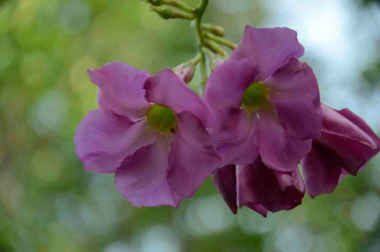 Temnadenia violacea 3