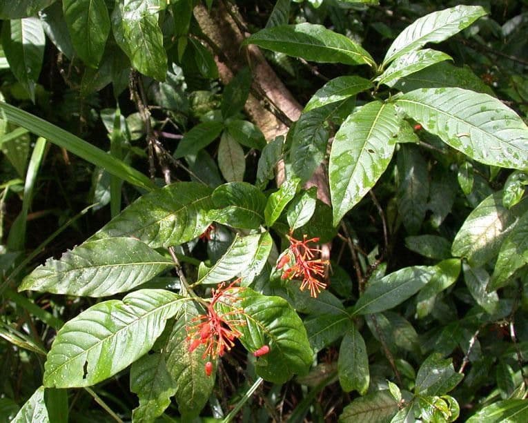 Palicourea crocea 22