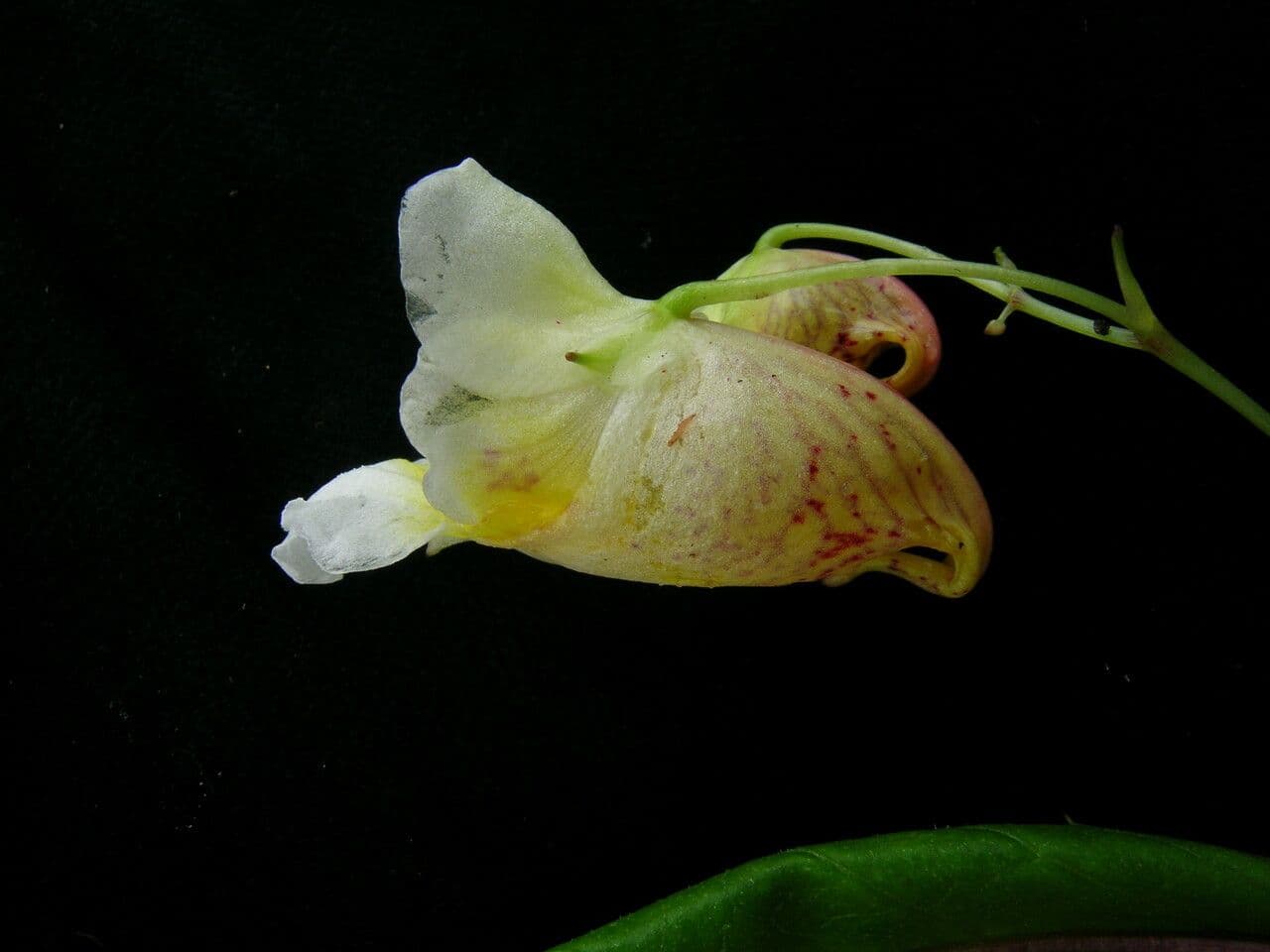 Balsamina 5