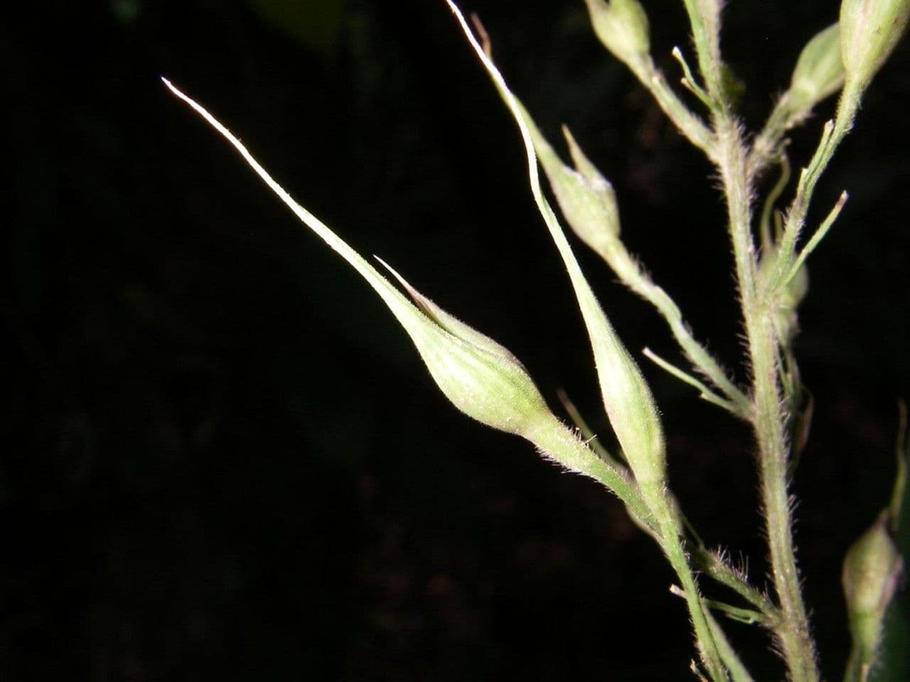 Olyra latifolia 5