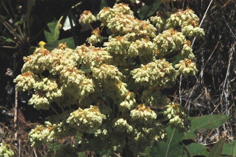 Eriogonum 8
