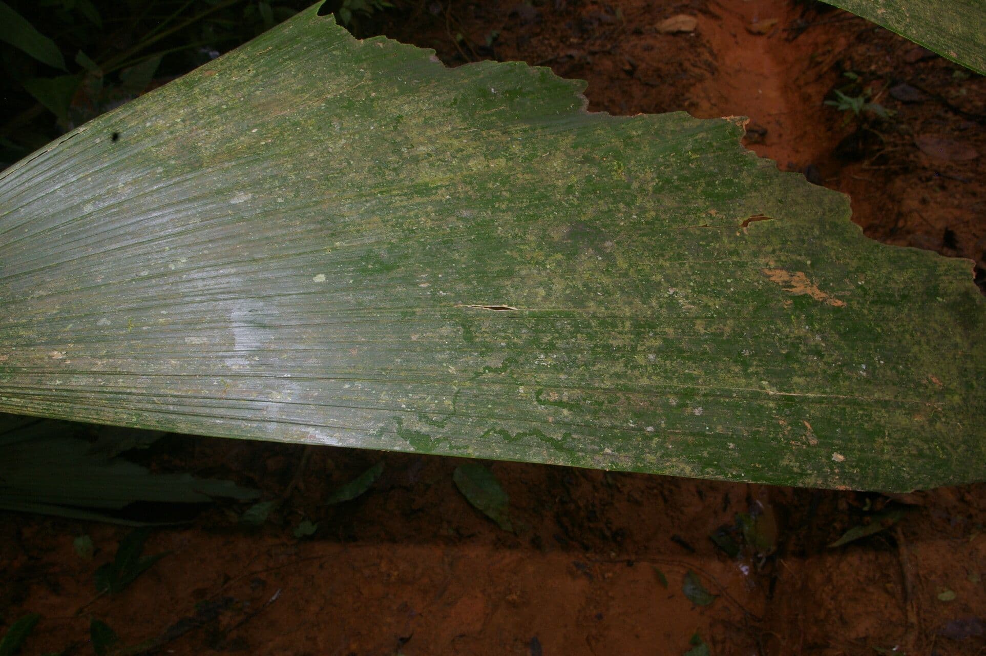 Sokratea naga 6