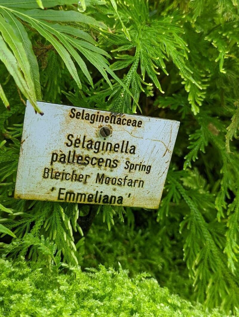Plavuňka bledá 15