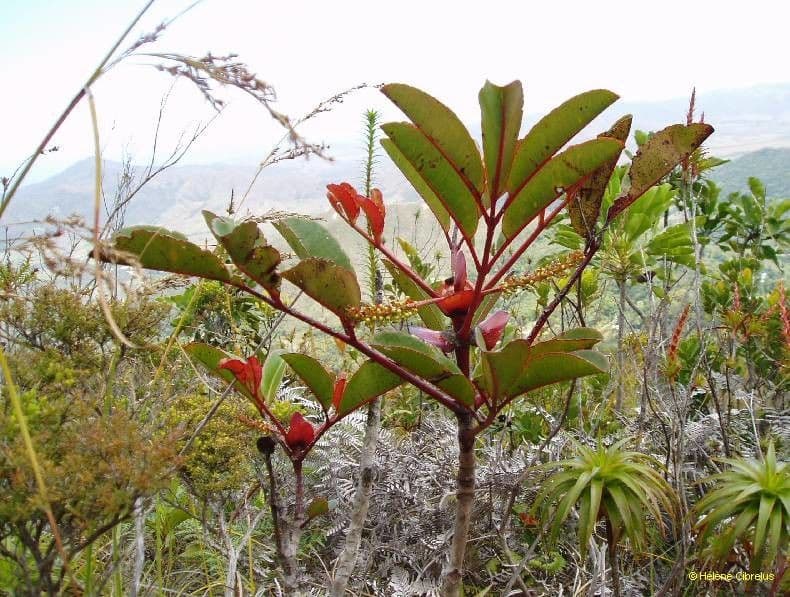 Cunonia 11