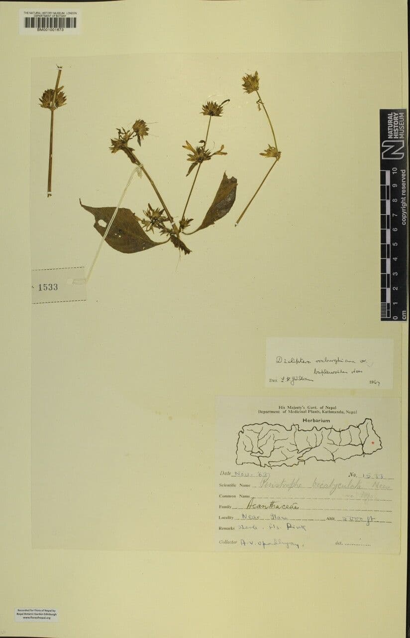 Dicliptera 14