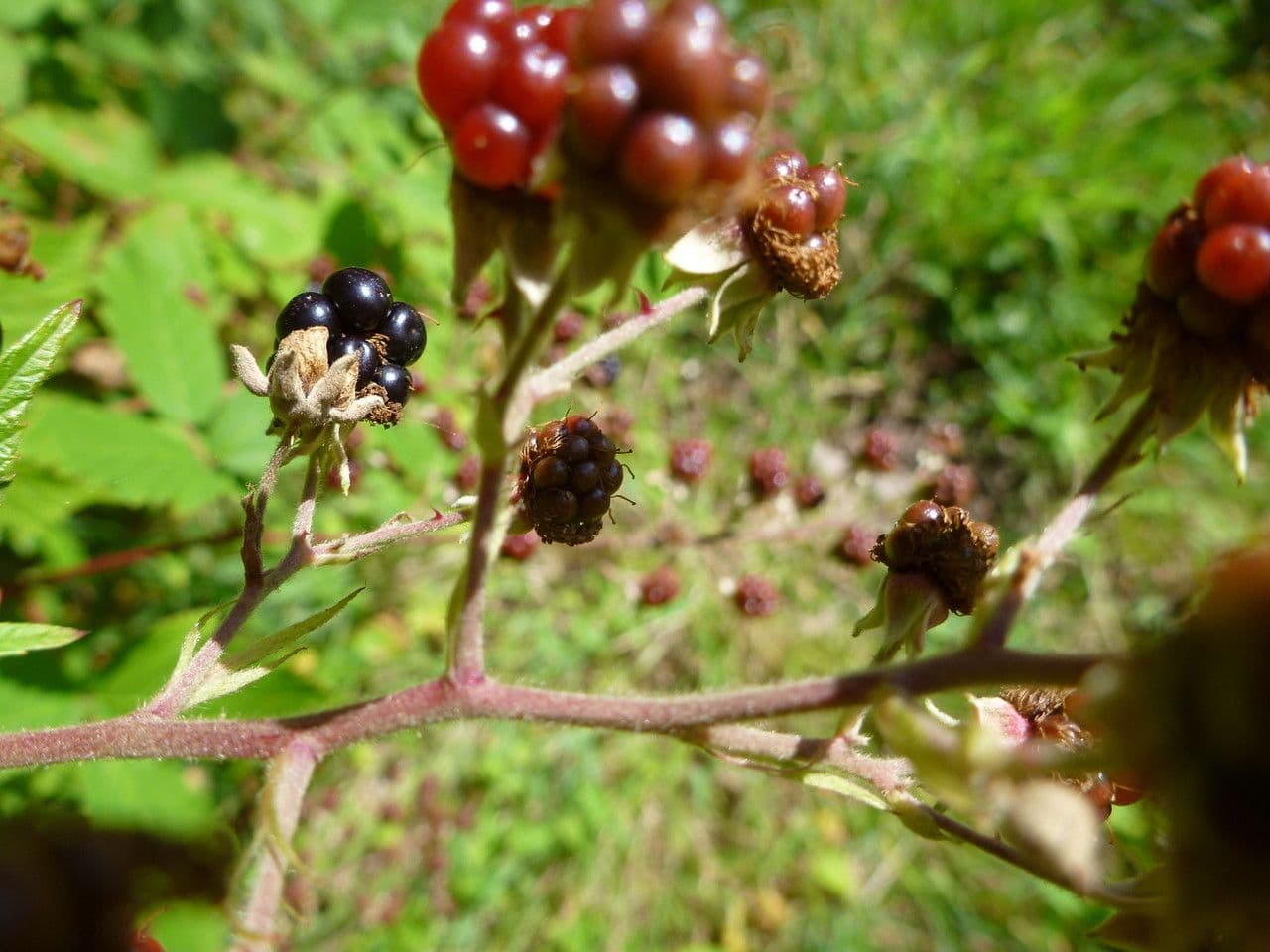 Berg-Brombeere 5