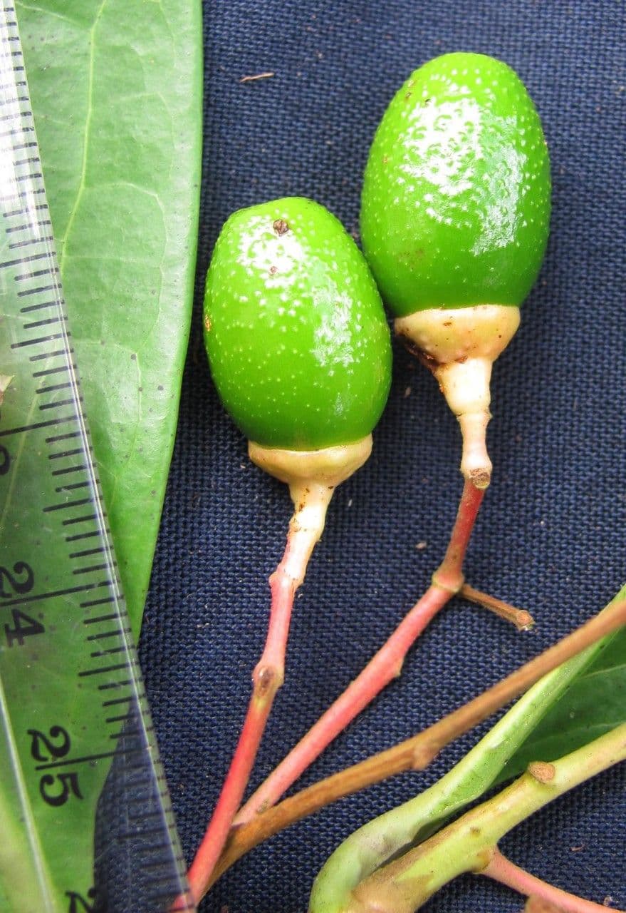 Ocotea 3