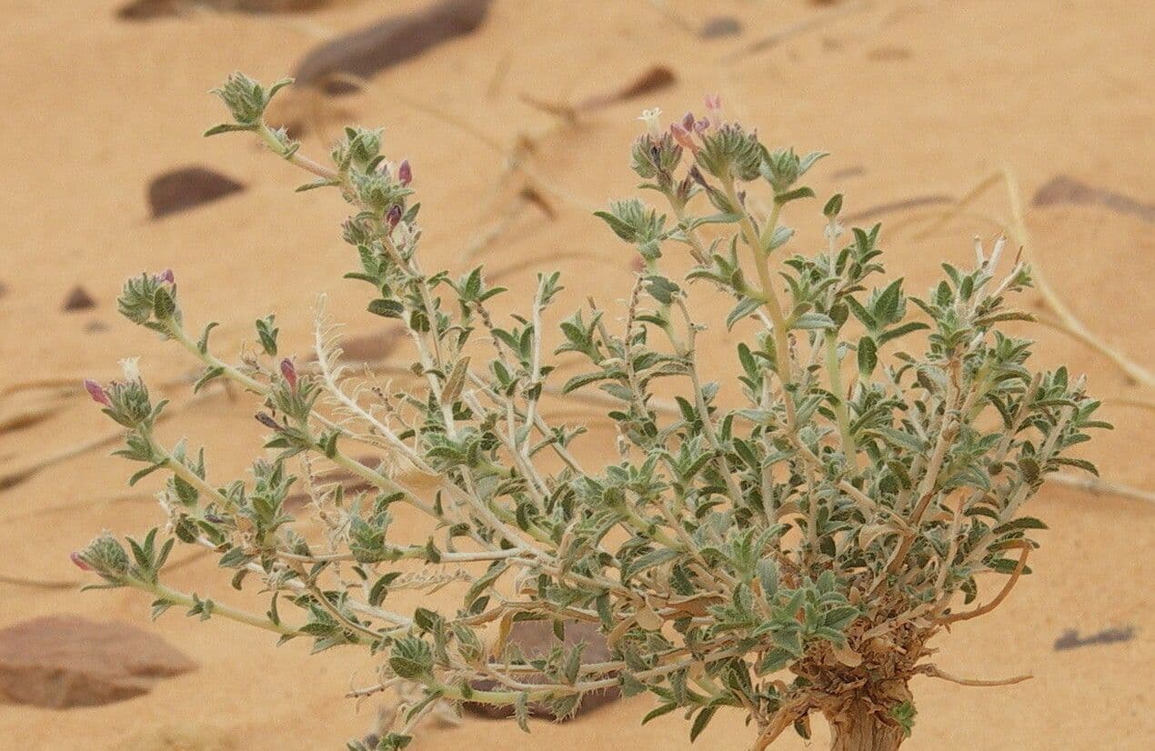 Moltkiopsis ciliata 10
