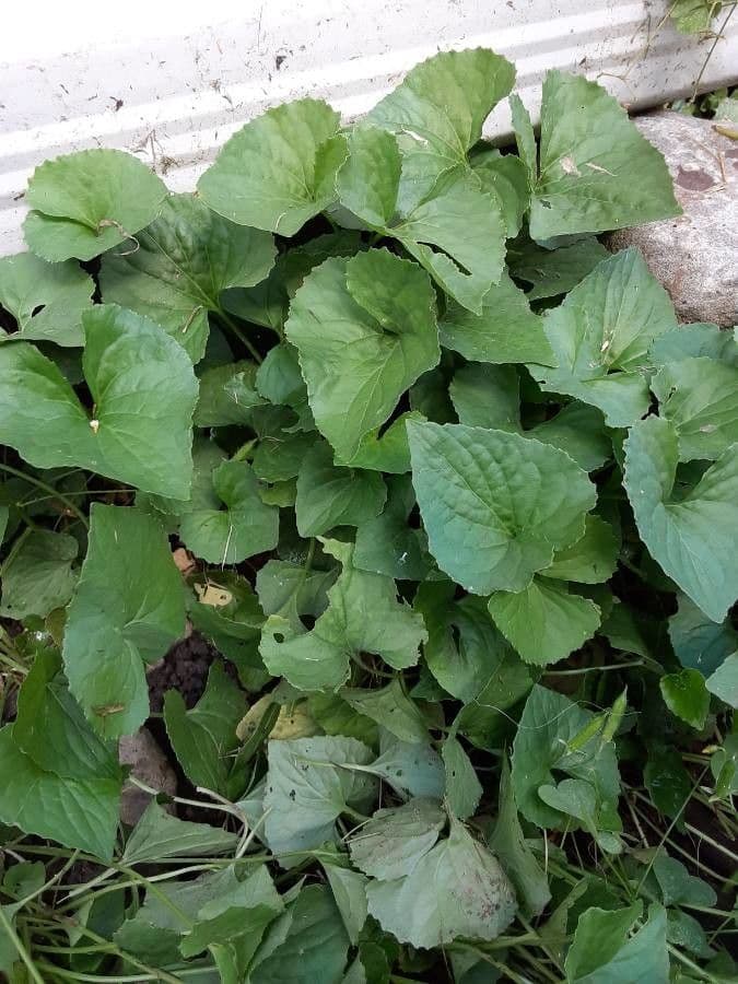 Viola del Canada 13