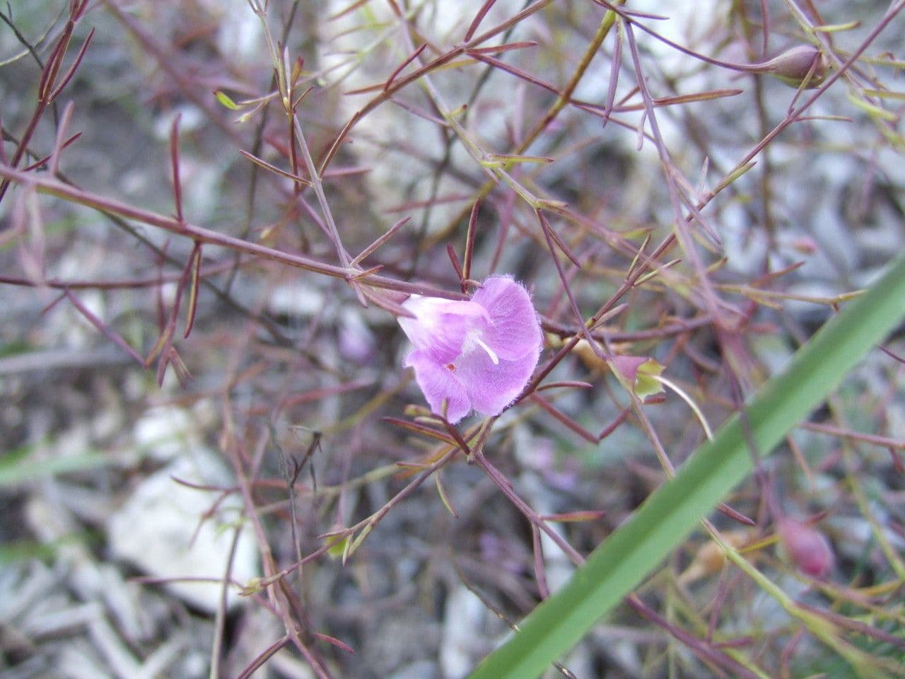 Agalinis 6