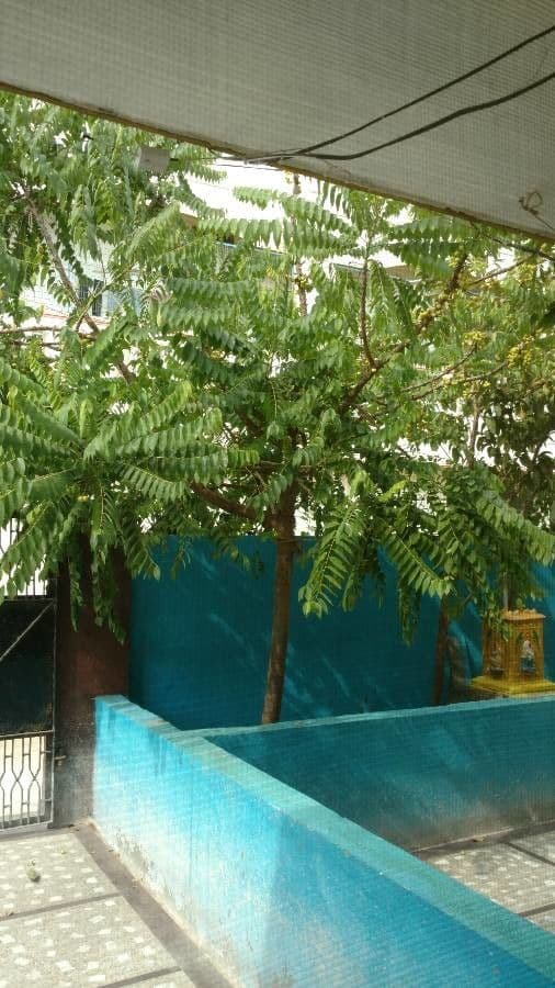 Phyllanthus 22