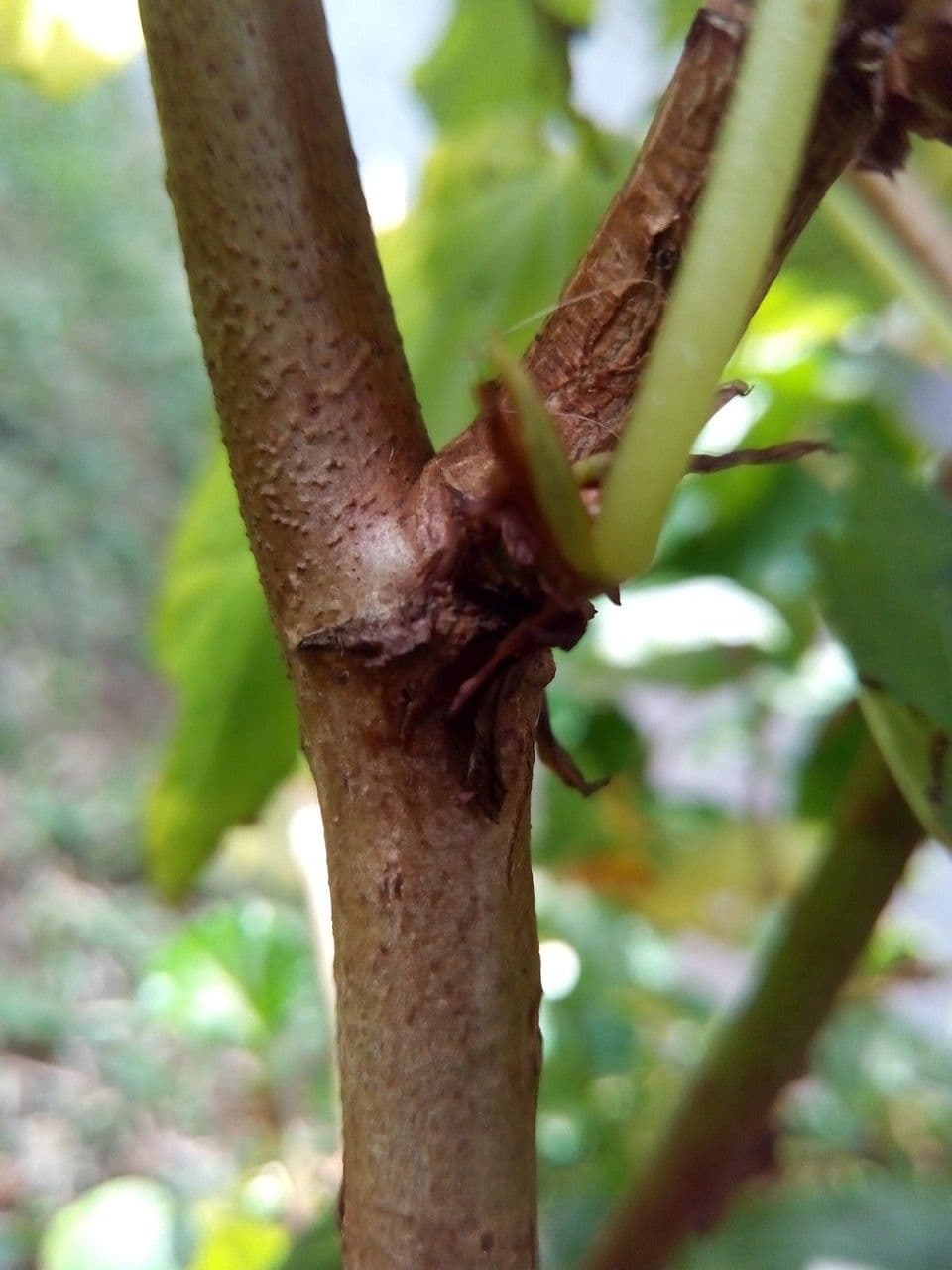 Begonia 20