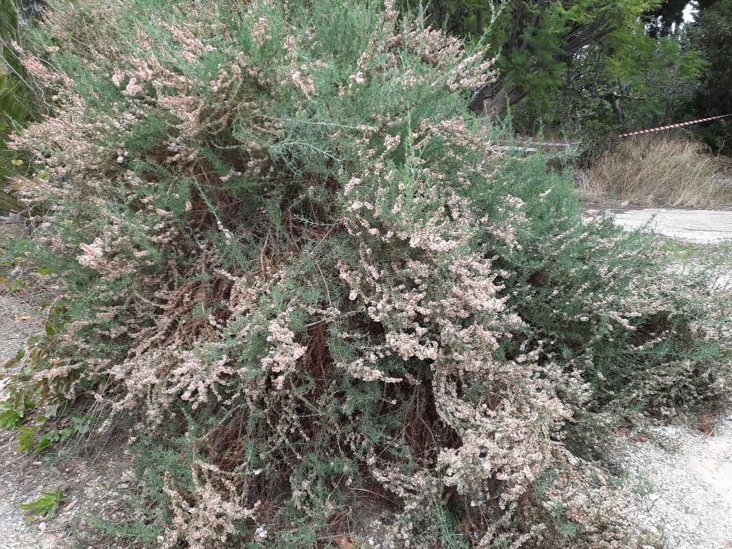 Salsola oppositifolia 14