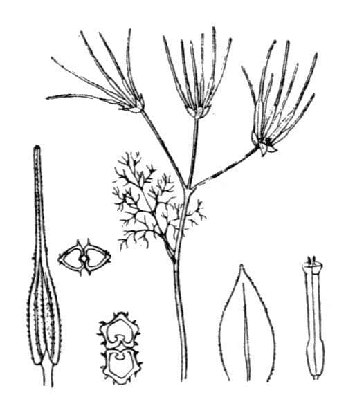 Perifollo austral 25