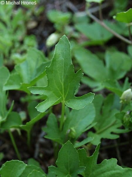 Viola 9