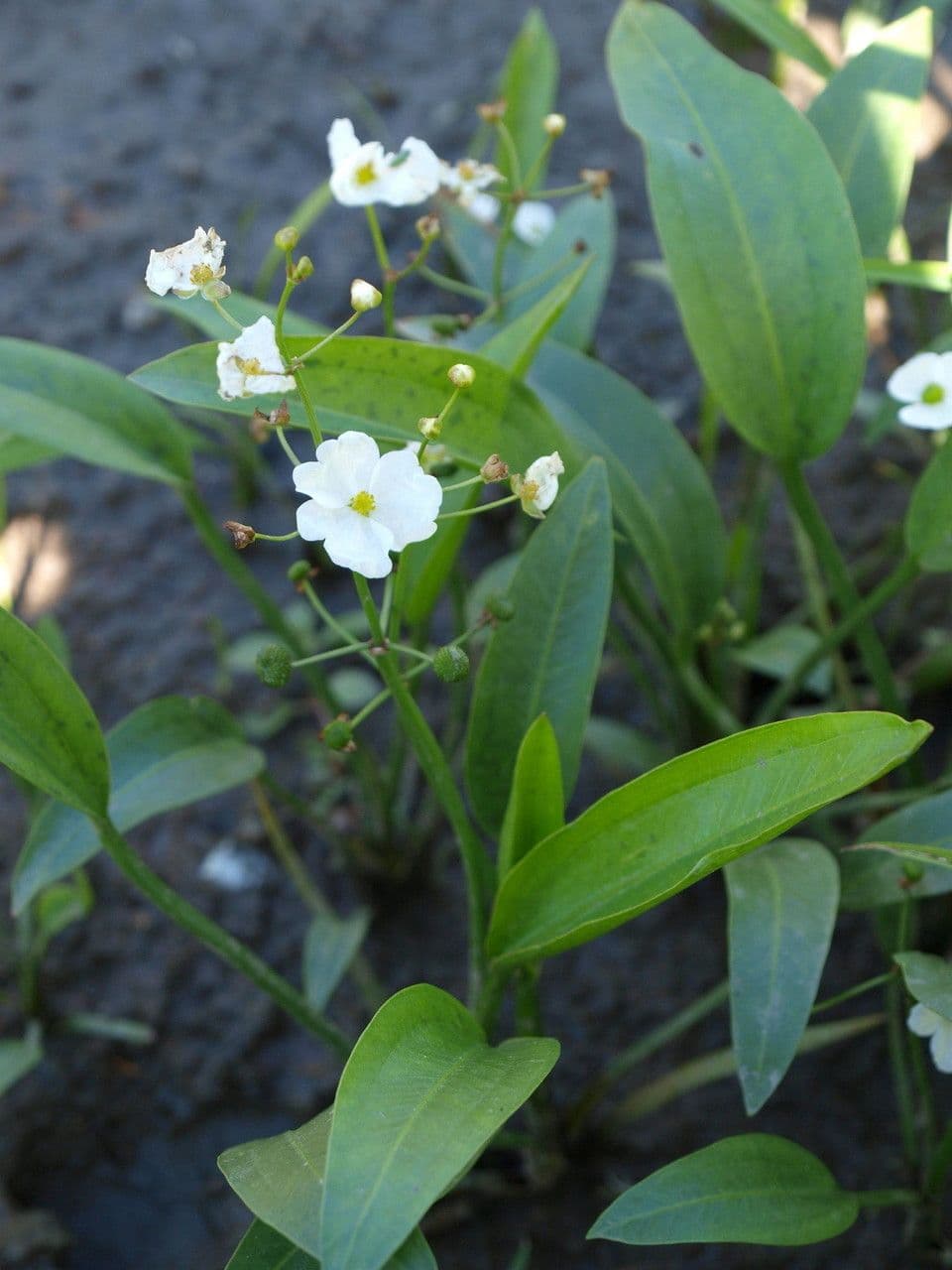 Sagittaria rigida 2
