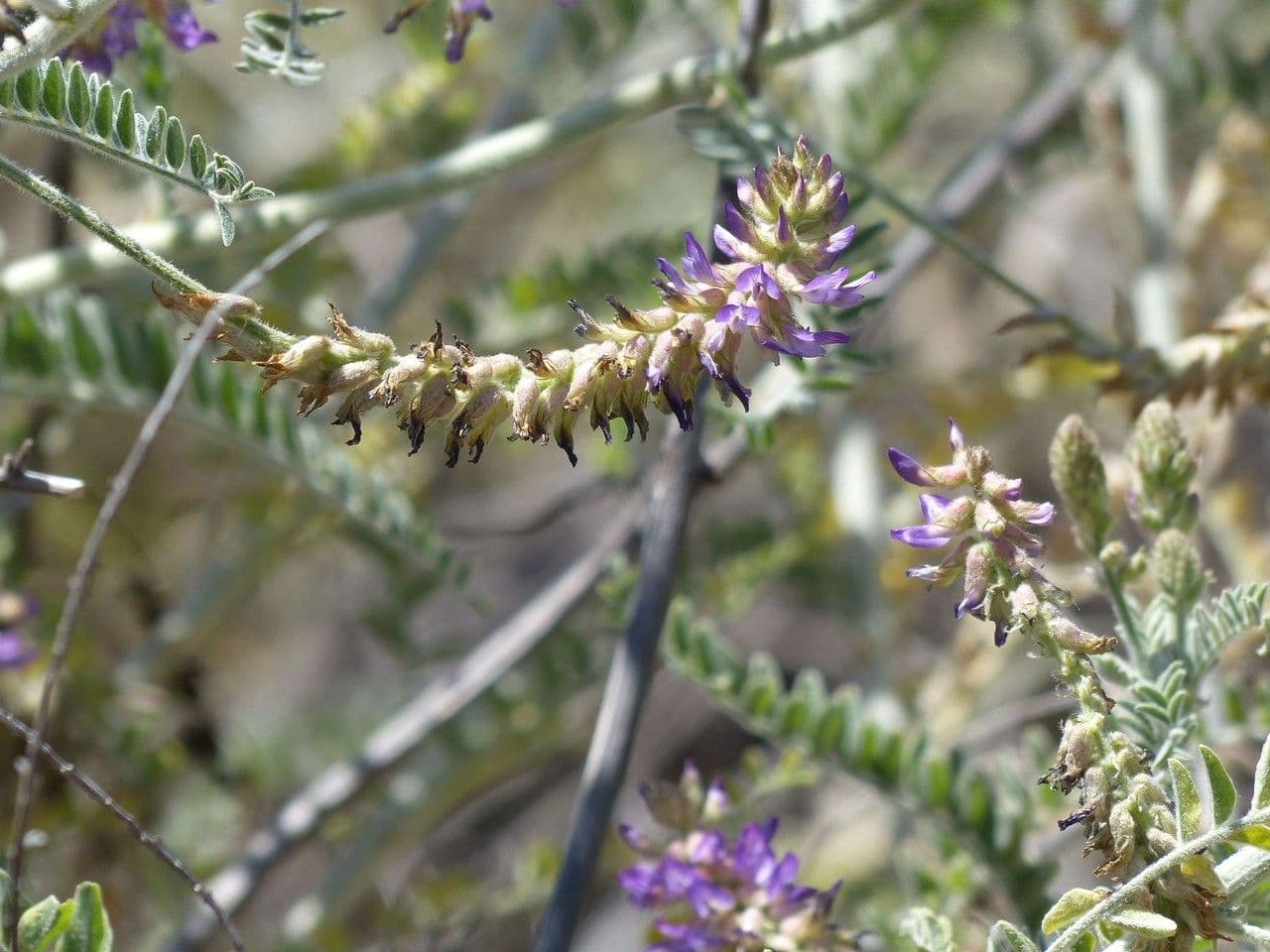 Traganek Brauntona 5