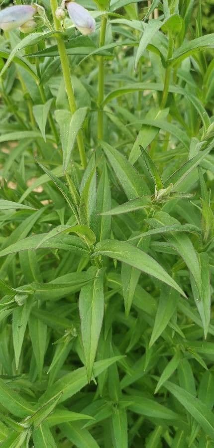 Penstemon cobaea 15
